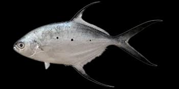 斐氏鲳鲹（Trachinotus baillonii）图片