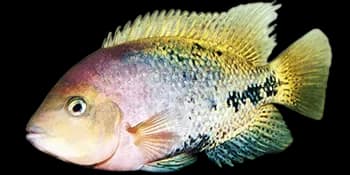 粉红副尼丽鱼（Paraneetroplus synspilus）图片