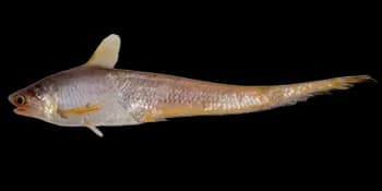 凤鲚（Coilia mystus）图片