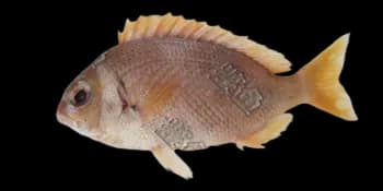 伏氏眶棘鲈（Scolopsis vosmeri）图片