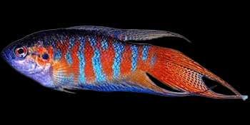 盖斑斗鱼（Macropodus opercularis）图片