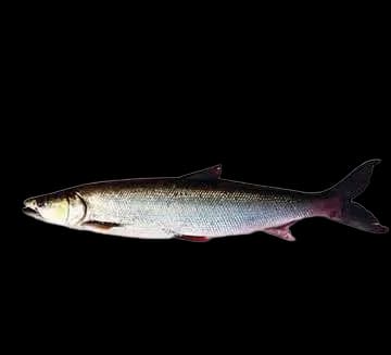 鳡鱼（Elopichthys bambusa）图片
