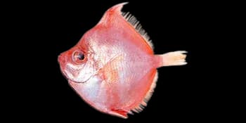 高菱鲷（Antigonia capros）图片