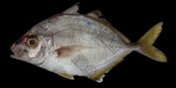 高体若鲹（Carangoides equula）图片