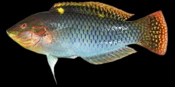 格纹海猪鱼（Halichoeres hortulanus）图片