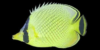格纹蝴蝶鱼（Chaetodon rafflesii）图片