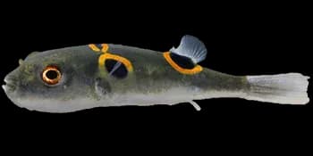 弓斑多纪鲀（Takifugu ocellatus）图片