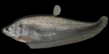 弓背鱼（Notopterus notopterus）图片