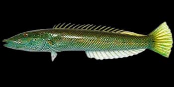管唇鱼（Cheilio inermis）图片