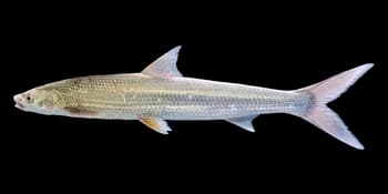 鳤鱼（Ochetobius elongatus）图片