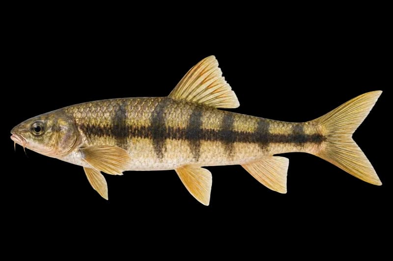 光唇鱼（Acrossocheilus fasciatus）图片