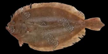 桂皮斑鲆（Pseudorhombus cinnamoneus）图片