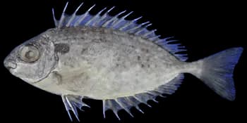 褐篮子鱼（Siganus fuscescens）图片