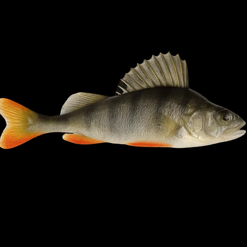河鲈（Perca fluviatilis）图片