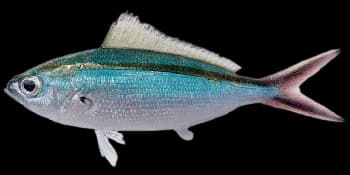 褐梅鲷（Caesio caerulaurea）图片