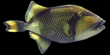 褐拟鳞鲀(泰坦炮弹)（Balistoides viridescens）图片
