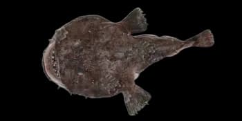 黑鮟鱇（Lophiomus setigerus）图片