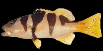 黑鞍鳃棘鲈（Plectropomus laevis）图片