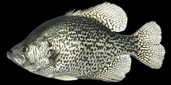 黑斑刺盖太阳鱼（Pomoxis nigromaculatus）图片
