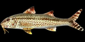黑斑绯鲤（Upeneus tragula）图片