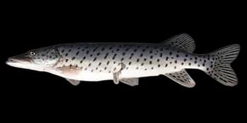 黑斑狗鱼（Esox reichertii）图片