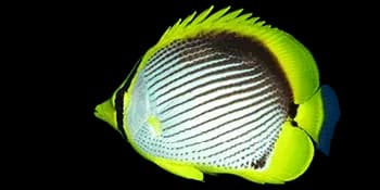 黑背蝴蝶鱼（Chaetodon melannotus）图片