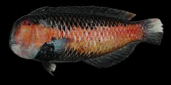 黑背项鳍鱼（Iniistius geisha）图片