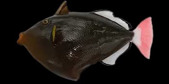 黑边角鳞鲀（Melichthys vidua）图片