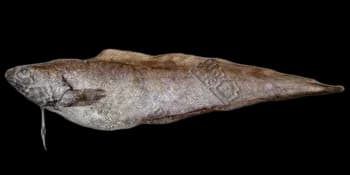 黑潮新鼬鳚（Neobythites sivicola）图片