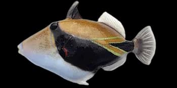 黑带锉鳞鲀（Rhinecanthus rectangulus）图片