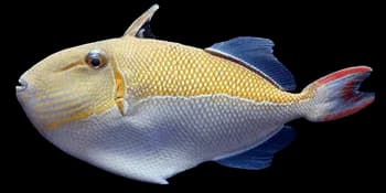 黑带黄鳞鲀（Xanthichthys caeruleolineatus）图片