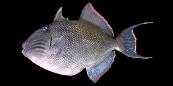 黑副鳞鲀（Pseudobalistes fuscus）图片