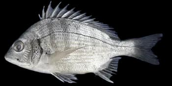 黑棘鲷（Acanthopagrus schlegelii）图片