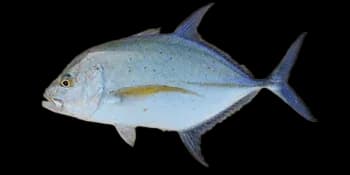 黑尻鲹（Caranx melampygus）图片
