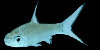 黑鳍袋唇鱼（Balantiocheilos melanopterus）图片