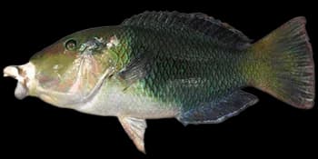 黑鳍厚唇鱼（Hemigymnus melapterus）图片