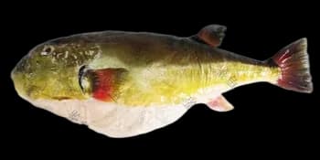 黑鳃兔头鲀（Lagocephalus inermis）图片