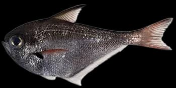 黑稍单鳍鱼（Pempheris oualensis）图片