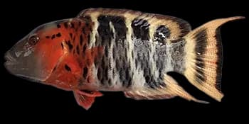 横带唇鱼（Cheilinus fasciatus）图片