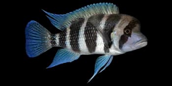 横带驼背非鲫（Cyphotilapia frontosa）图片