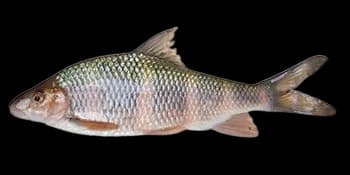 虹彩光唇鱼（Acrossocheilus iridescens）图片
