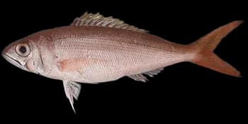 红叉尾鲷（Aphareus rutilans）图片