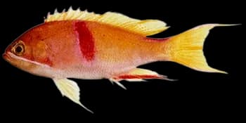 红带拟花鮨（Pseudanthias rubrizonatus）图片