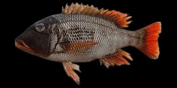 红棘裸颊鲷（Lethrinus erythracanthus）图片