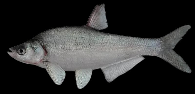 红鳍鲌（Chanodichthys erythropterus）图片