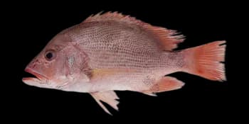 红鳍笛鲷（Lutjanus erythropterus）图片