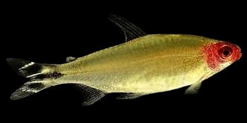 红吻半线脂鲤（Hemigrammus rhodostomus）图片