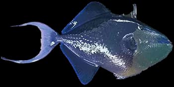 红牙鳞鲀（Odonus niger）图片