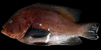 红嘴烟鲈（Aethaloperca rogaa）图片