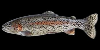 虹鳟（Oncorhynchus mykiss）图片